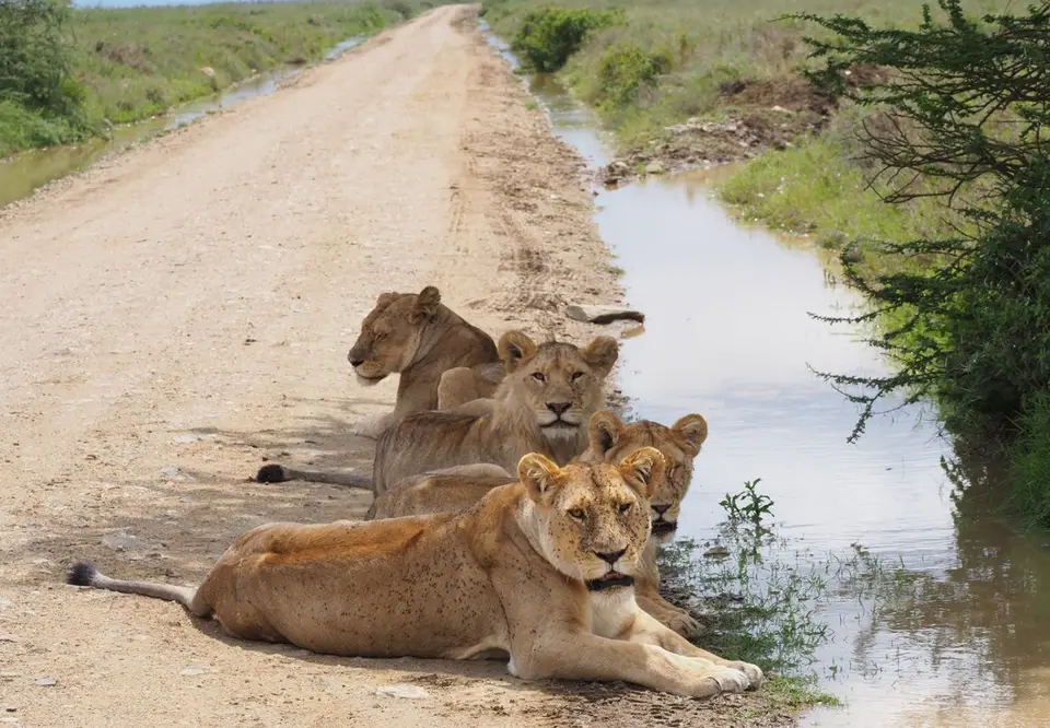 382TansaniaNov2020Serengeti-Löwen.JPG
