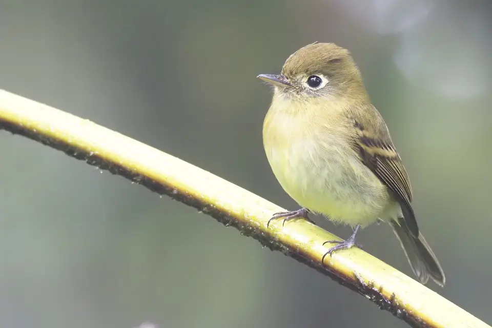 38CostaRicaDez2021Monteverde-evtlirgendeinflycatcher.JPG