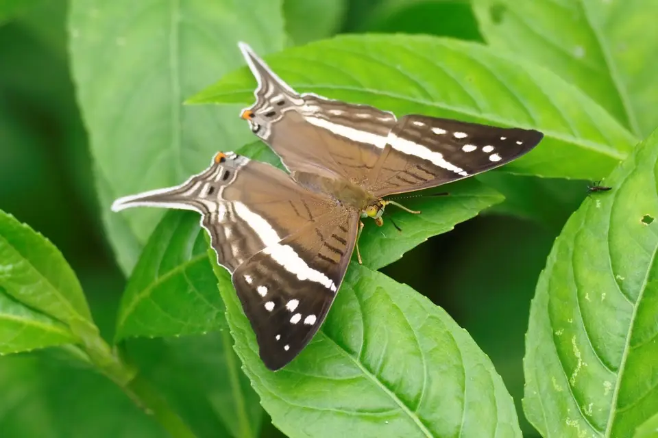 403EcuadorNov2023-YasuniNP-YasuniNP-Daggerwingbutterfly.JPG