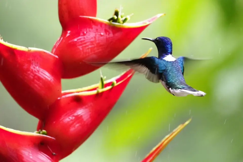 433dCostaRicaNov2021BocaTapadaLagunadelLargatoLodge-Makrosessionwhite-neckedJacobinWissnackenkolibri.JPG