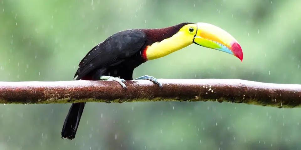 438CostaRicaNov2021BocaTapadaLagunadelLargatoLodge-Makrosession-keel-billedtoucanFischer-Tukan.JPG