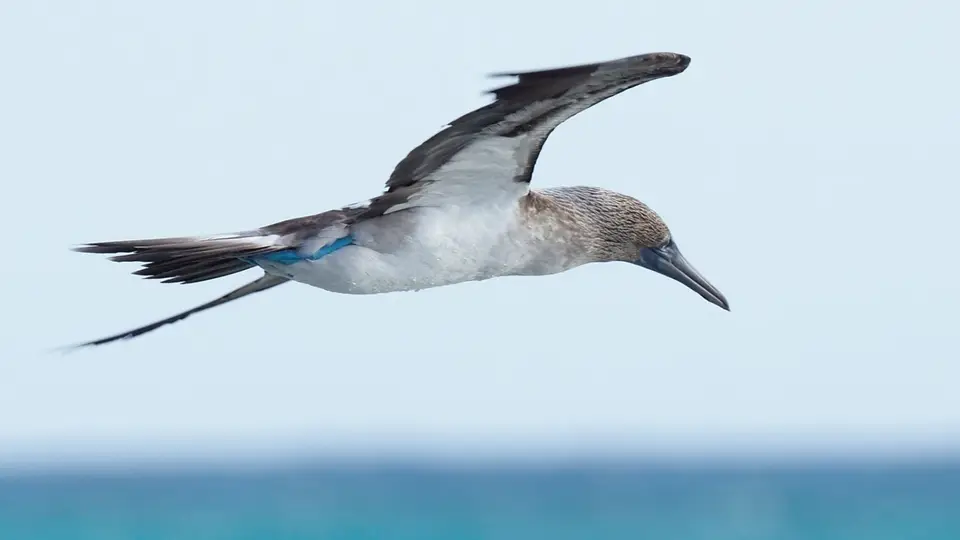 484EquadorNov2023-GalapagosIsabela-Blaufusstölpel.JPG
