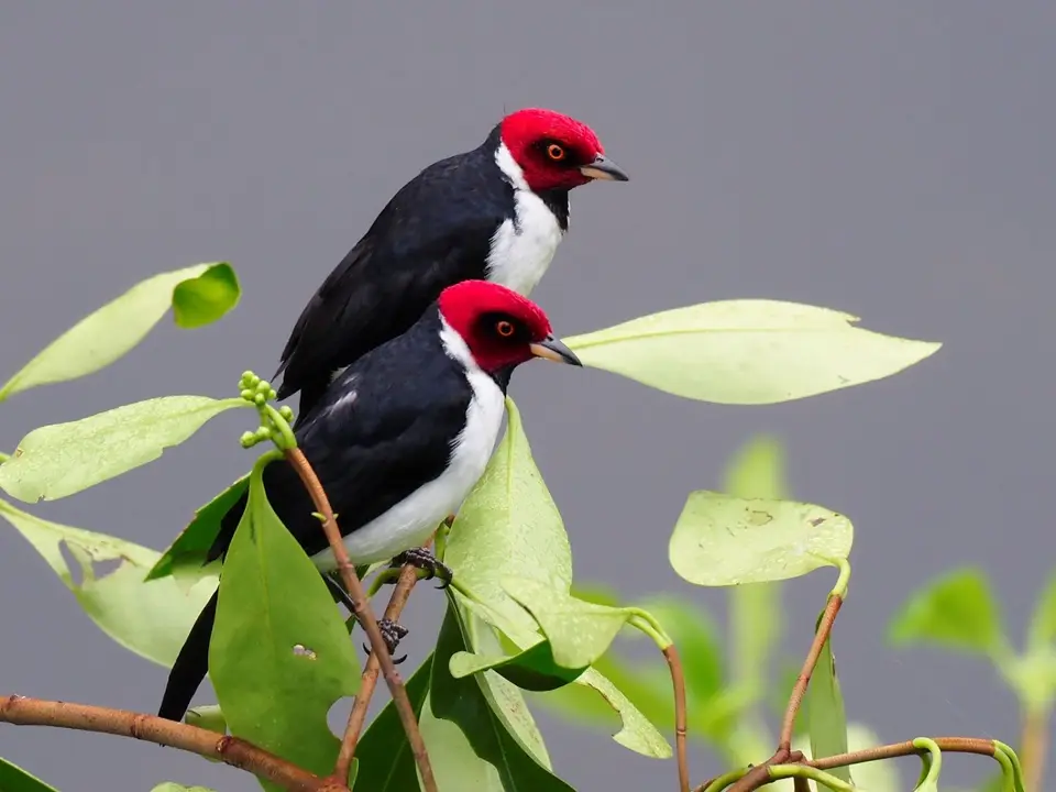 487EcuadorNov2023-YasuniNP-YasuniNP-red-cappedCardinal.JPG