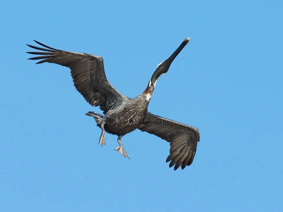 494EquadorNov2023-GalapagosIsabela-BrownPelican.JPG