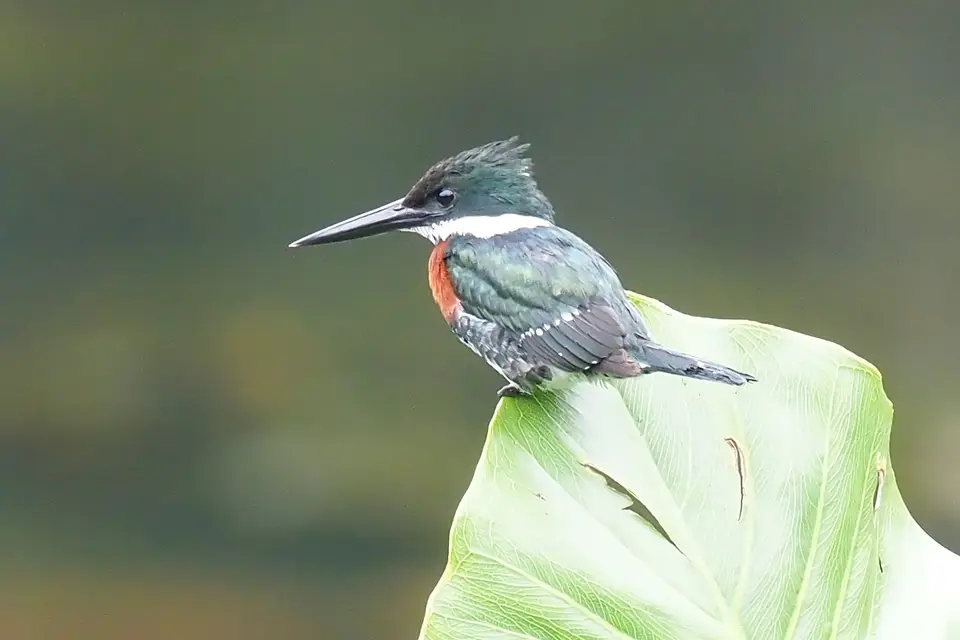 496EcuadorNov2023-YasuniNP-YasuniNP-AmazonKingfisher.JPG