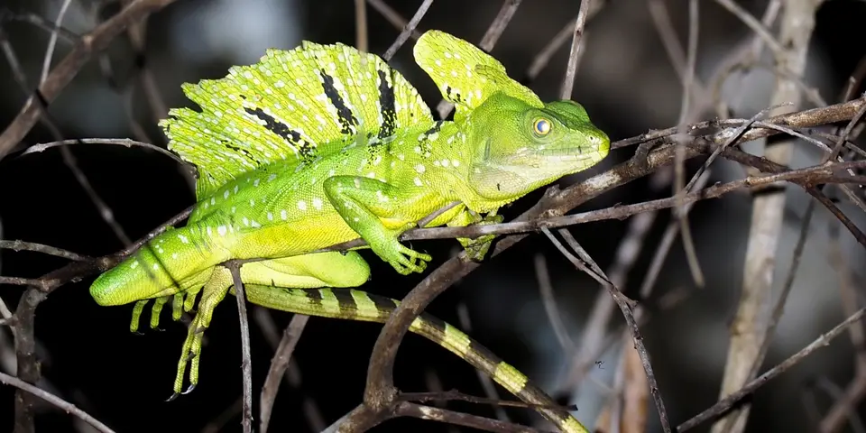518CostaRicaNov2021BocaTapadaLagunadelLargatoLodge-GreenBasilisk.JPG