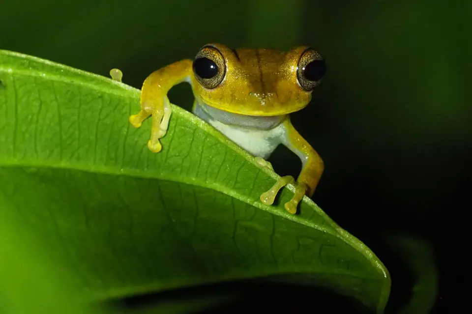 540EcuadorNov2023-YasuniNP-YasuniNP-Frosch.JPG