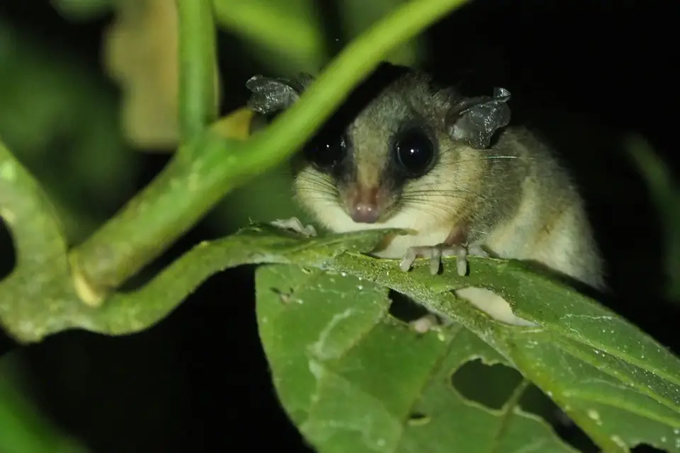 552EcuadorNov2023-YasuniNP-YasuniNP-AmazonBambooRat.JPG