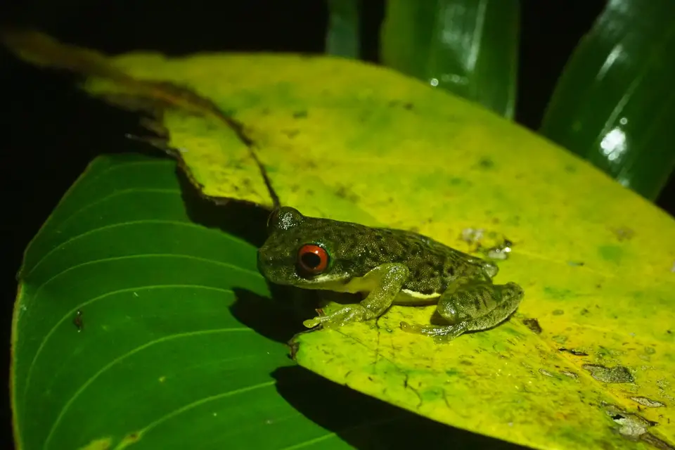 63CostaRicaDez2021Monteverde-Nightwalkrufous-eyedstreamfrog.JPG