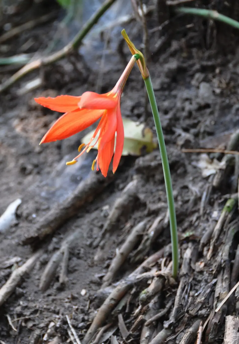 Amaryllis.jpg