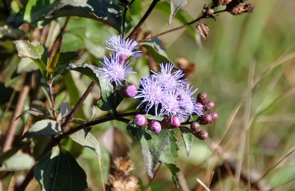 BlumeSamaipata.jpg