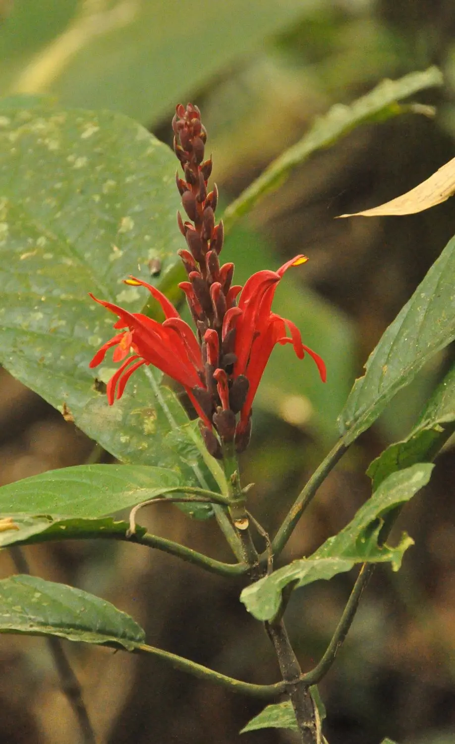 Blüte.jpg