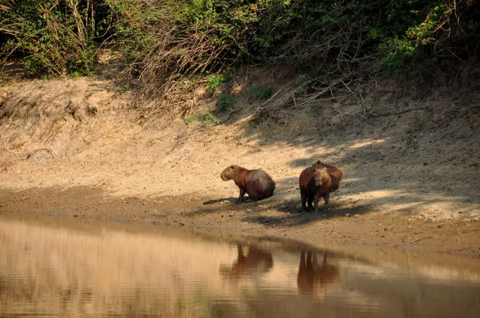 Capibara.JPG