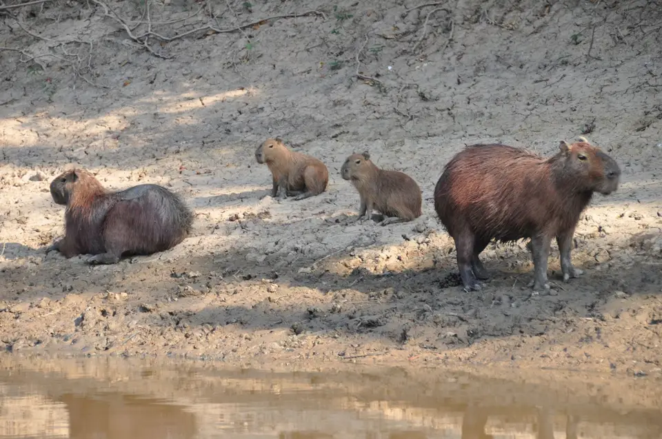 Capibara1.JPG