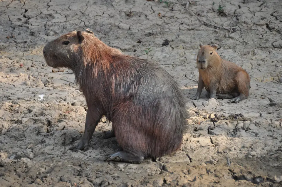 Capibara2.JPG