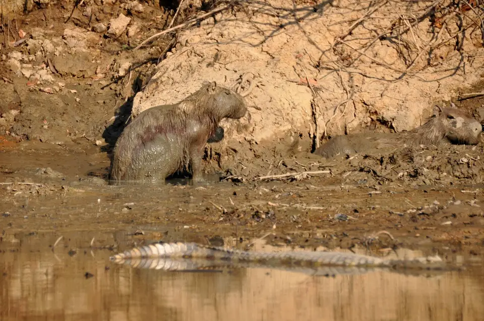 Capibara3.JPG