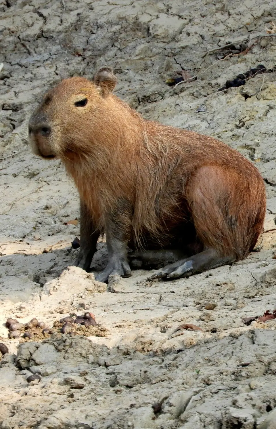 Capibara4.jpg