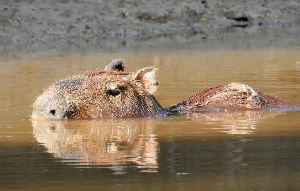 Capibara5.jpg