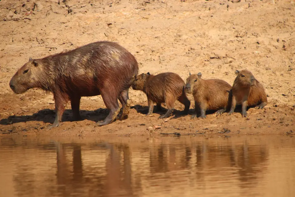 Capibarafamilie.JPG