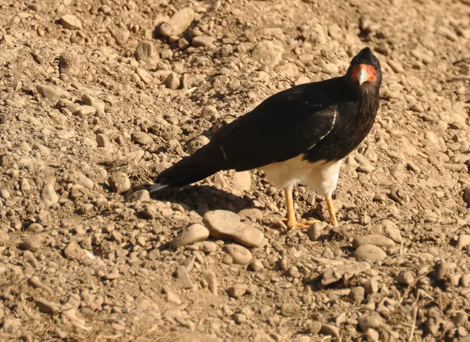 Caracara.jpg