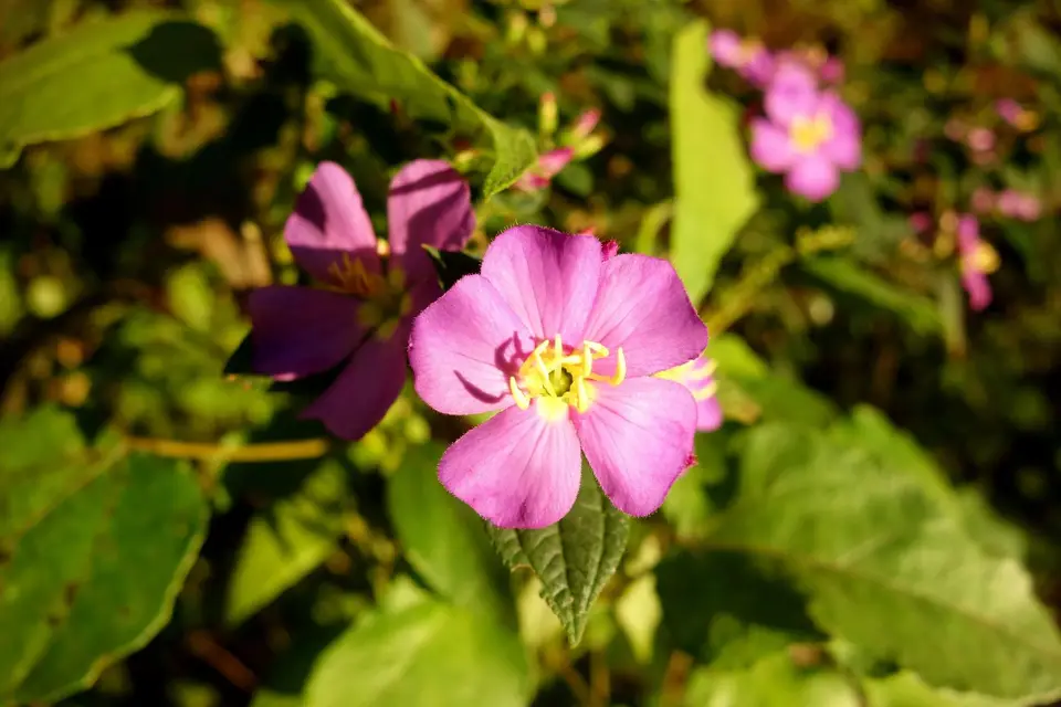 DSC00310.JPG
