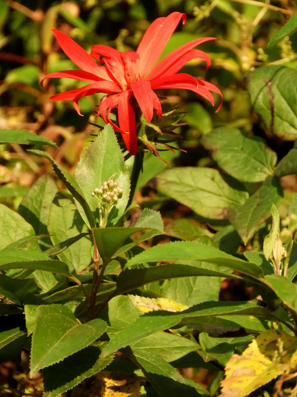 DSCN0321.JPG