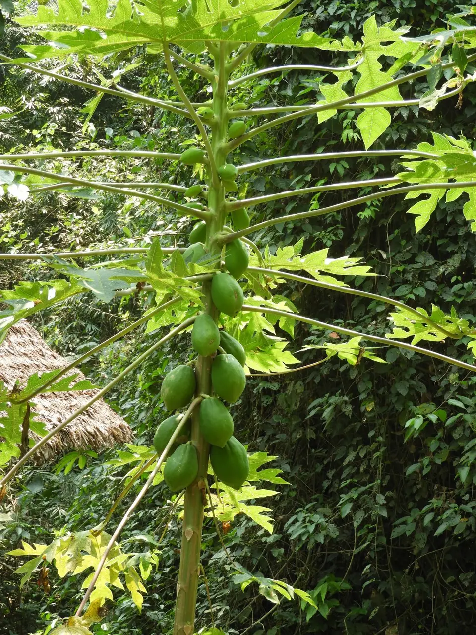 DSCN1208.JPG