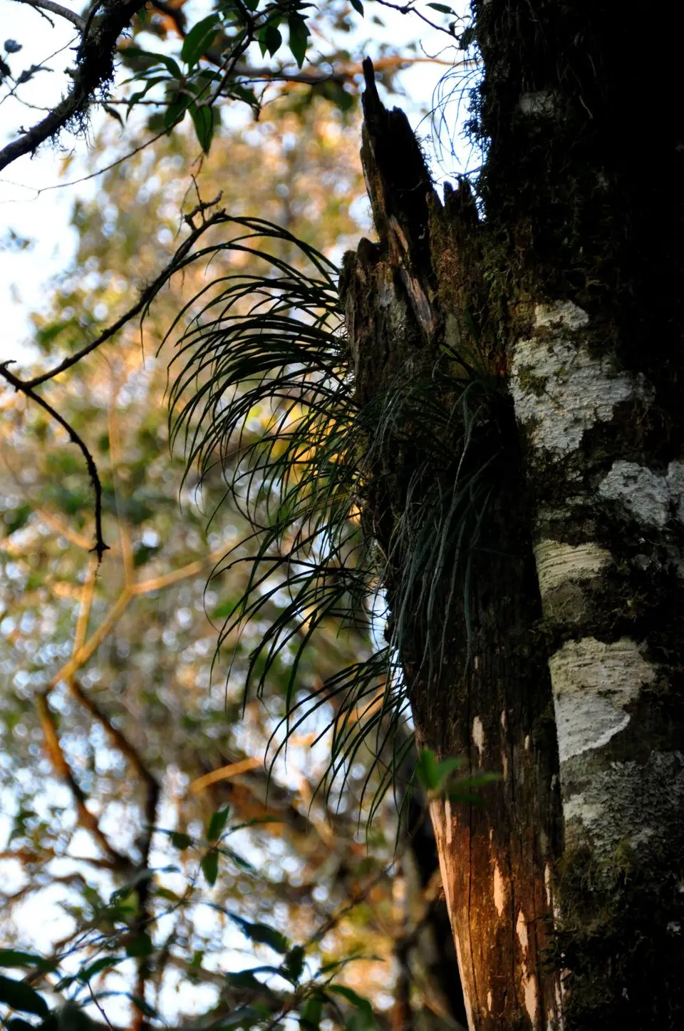 DSC_0093.JPG