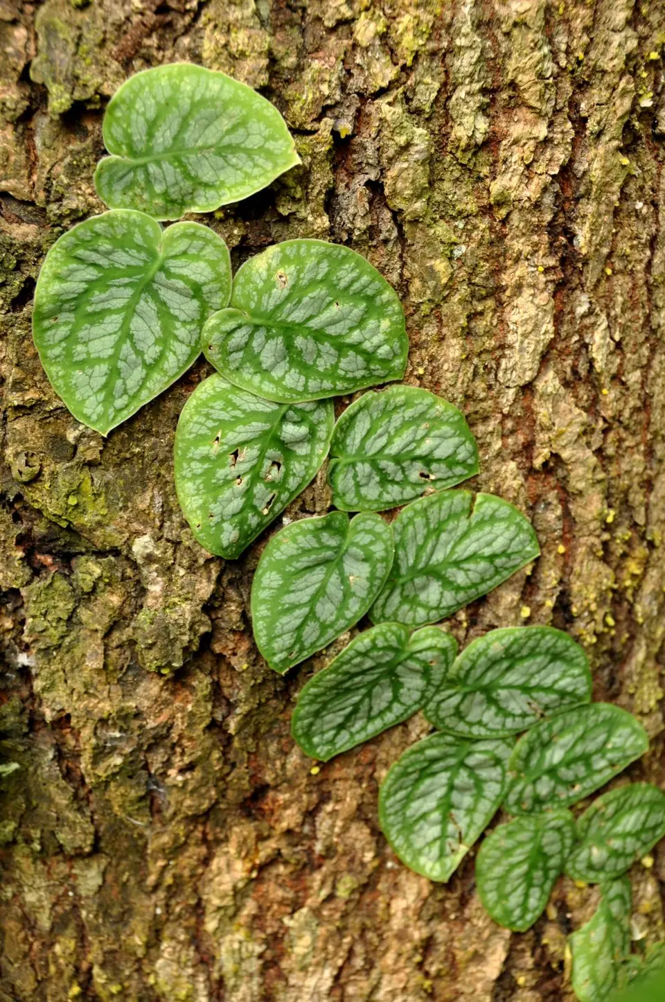 DSC_0945.JPG