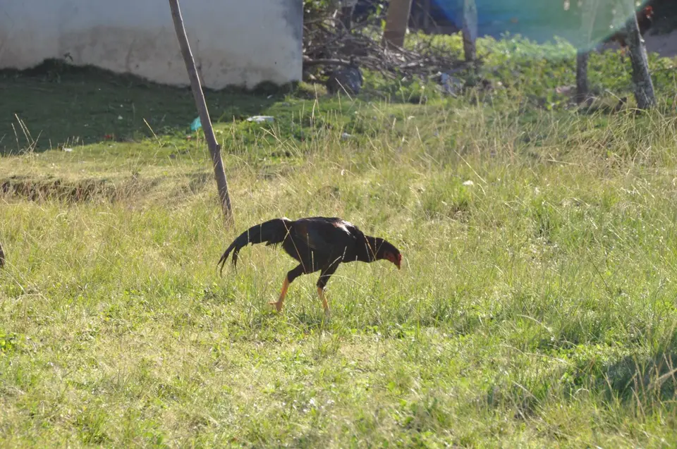 DSC_1147.JPG