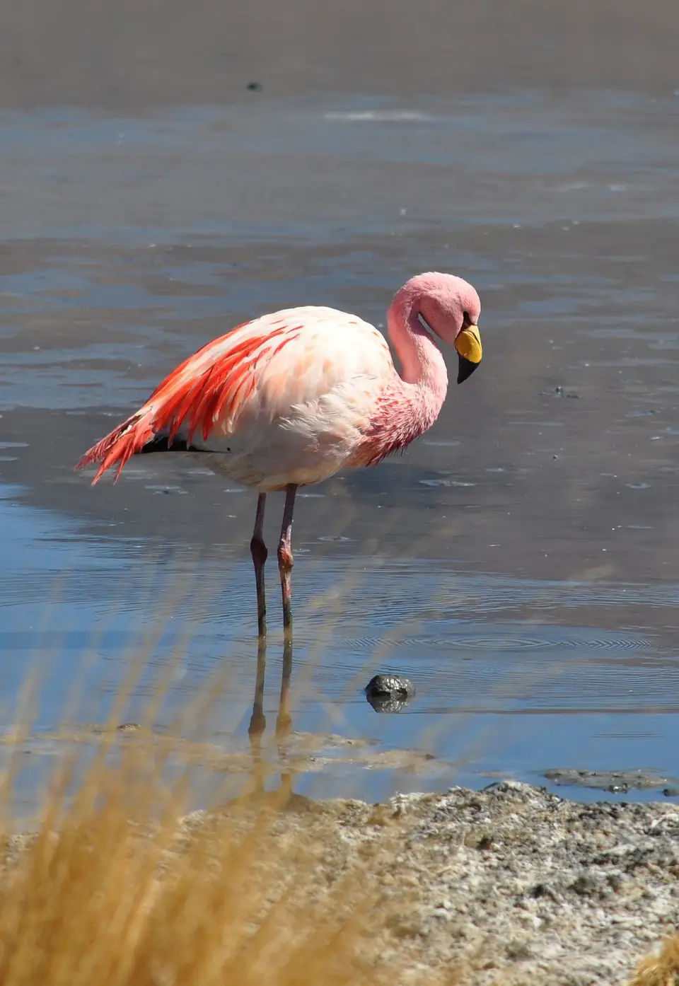 Flamingo3Hedionda.jpg