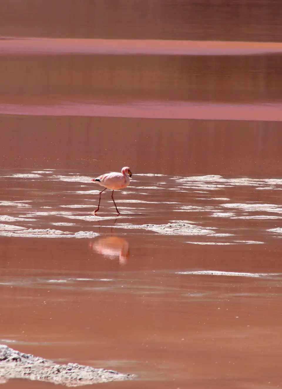 Flamingo4.jpg