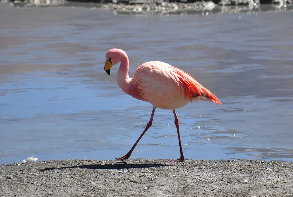 Flamingo4Hedionda.jpg