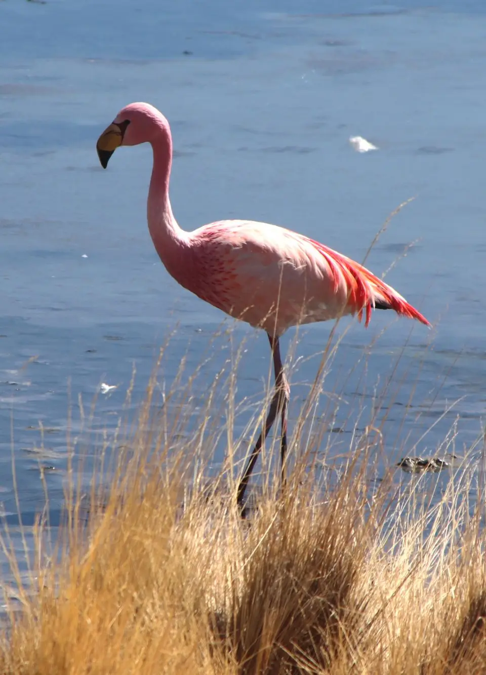 Flamingo6.jpg