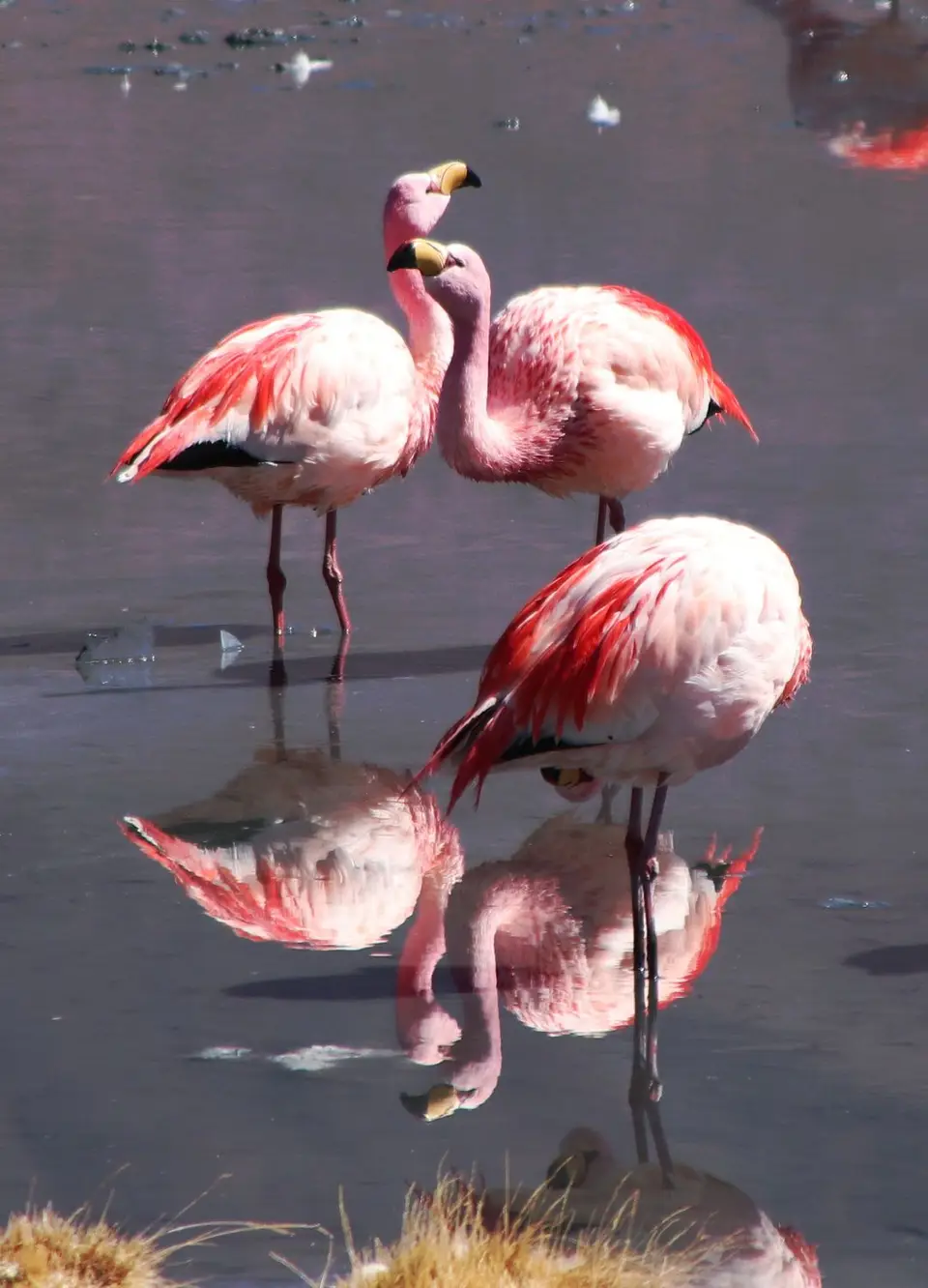 Flamingo7.jpg