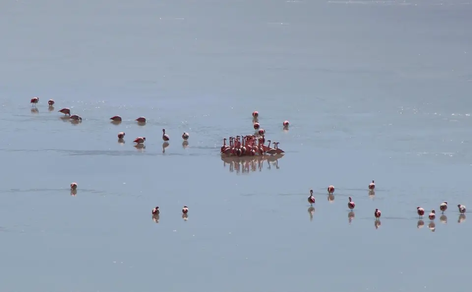 FlamingoPulk.jpg