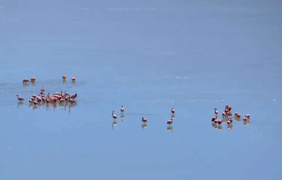Flamingos1Lagune.jpg