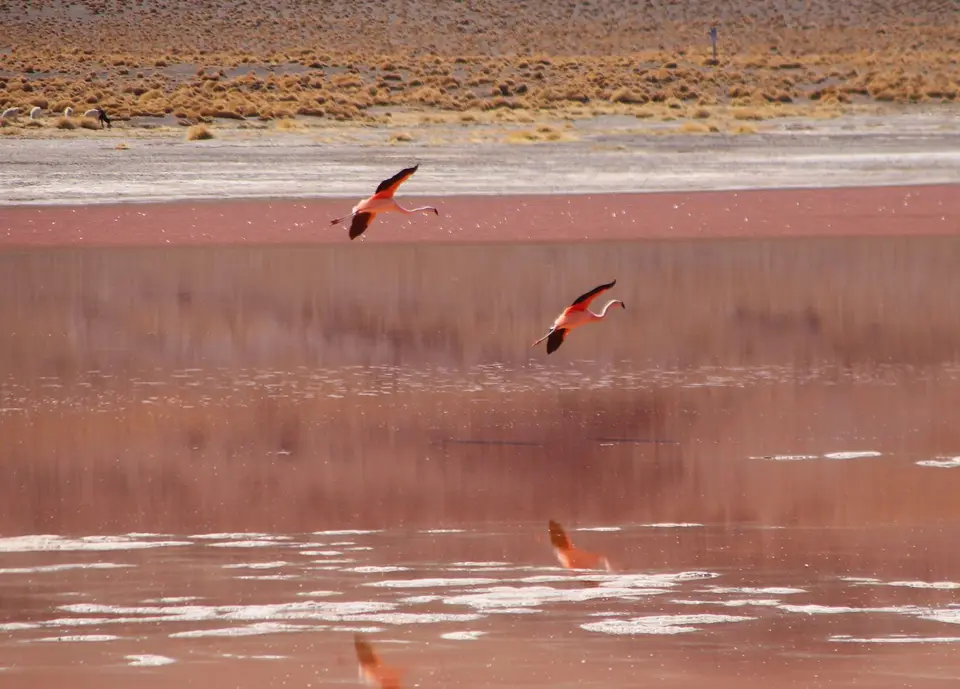 Flamingos2.jpg