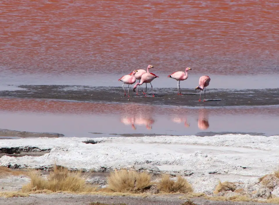 Flamingos5.jpg