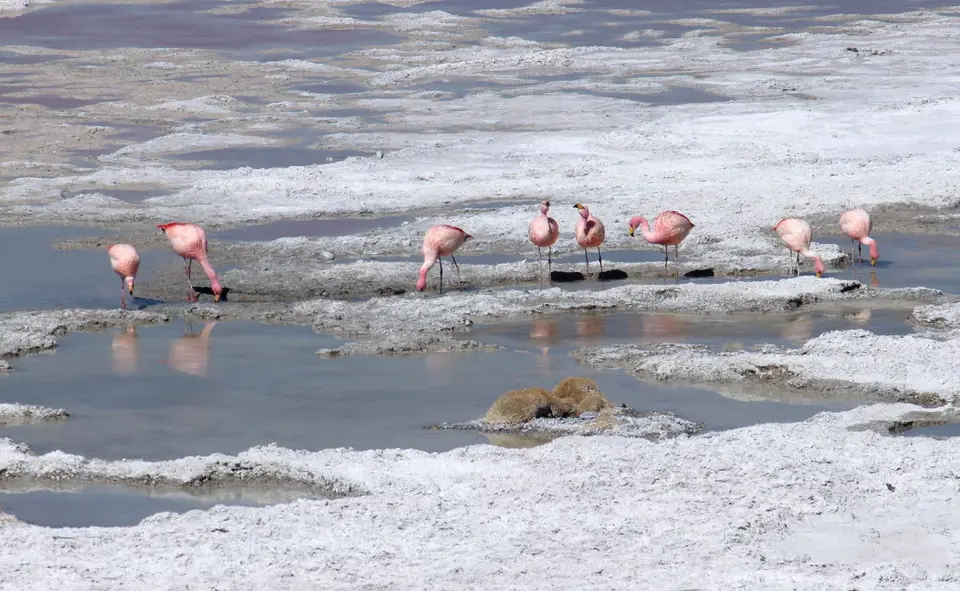 Flamingos7.jpg