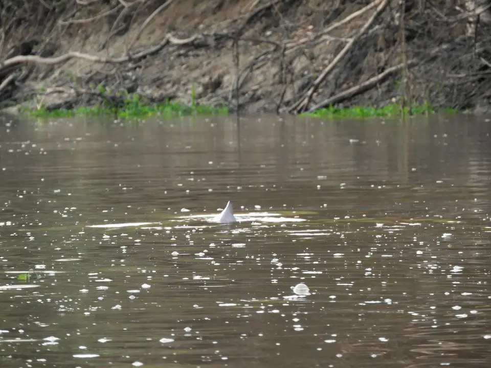 Flußdelfin.JPG