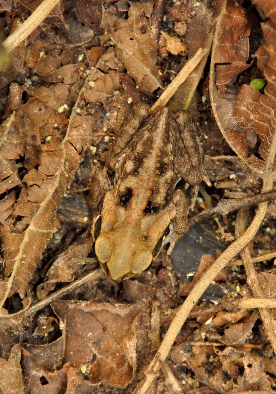 Frosch.jpg