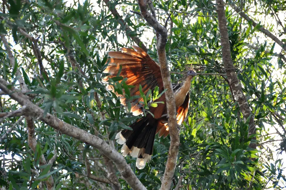 Hoatzin.JPG