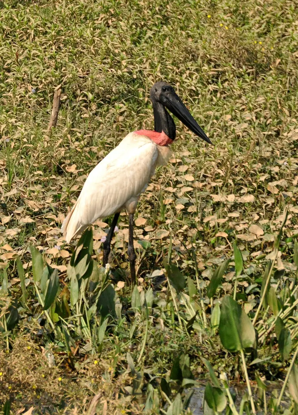Jabiru.jpg