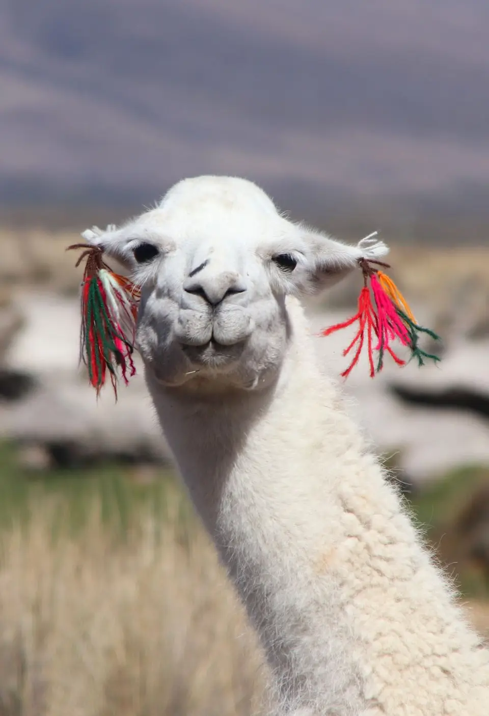 Lama.jpg