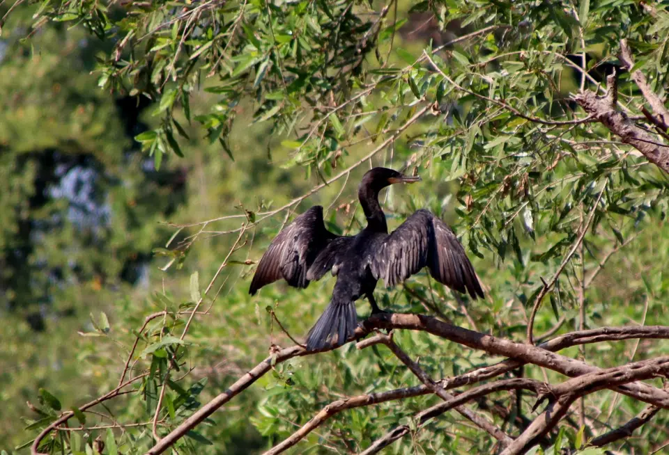 NeotropicCormorant.jpg
