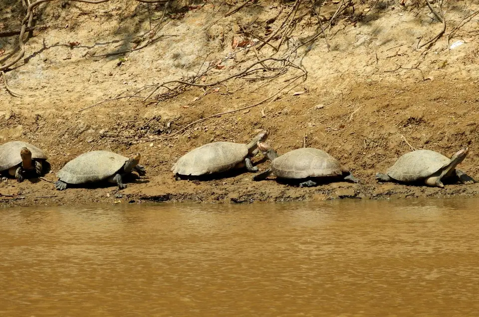 Schildkröten1.jpg