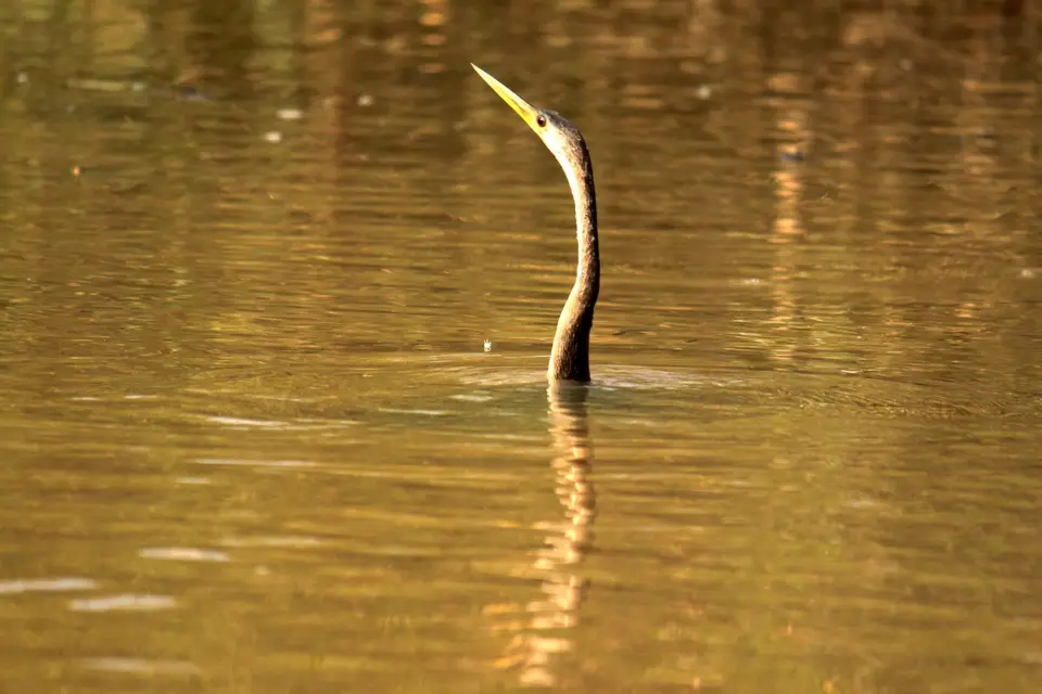 Schlangenhalsvogel1.JPG