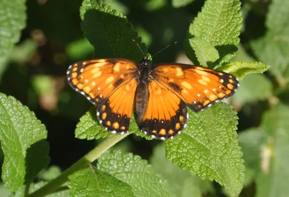 Schmetterling-2-3-4.jpg