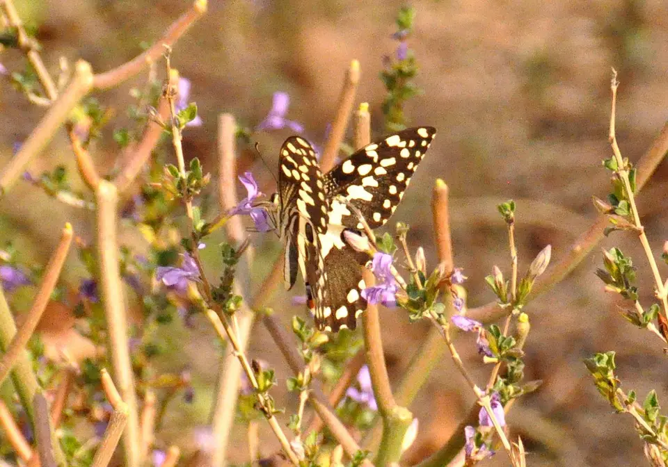 Schmetterling.jpg